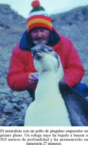 El naturalista con un pollo de pingüino emperador en primer plano. Un colega suyo ha bajado a bucear a 565 metros de profundidad y ha permanecido en inmersión 27 minutos.